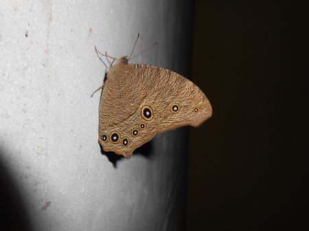 brown butterfly - brown, butterfly, cute, brown butterfly