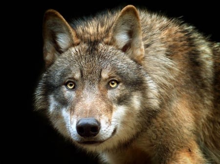 gray wolf