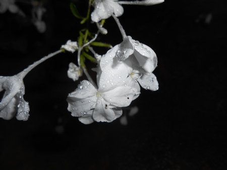 flower - white flower, cute, white, jasmin