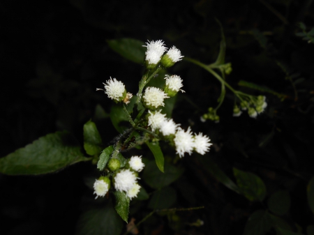 flower - cute, little, white, snowy