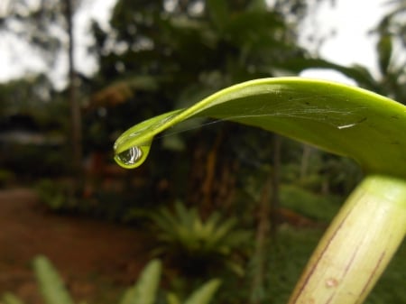 rain drop - water drop, water bubble, leaf, rain