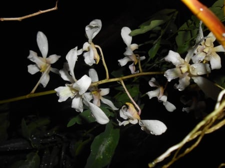 flower - white, blossom, bunch of flowers, flower