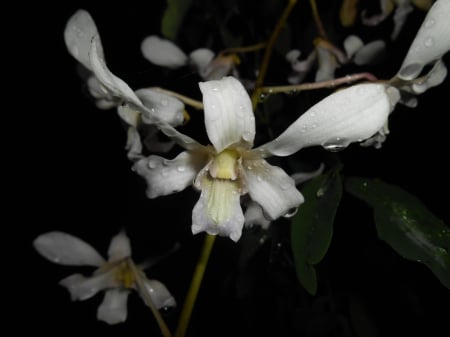 yaka flower - white, flower, yaka, rain