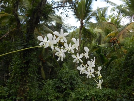 flower - wow, brach, white, bunch