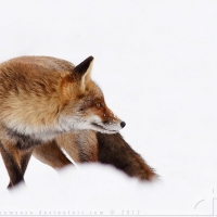 fox in the snow