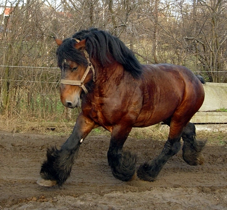 draft horse - fast, running, horses, draft horse, power, art, wallpaper