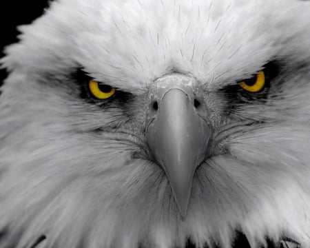 EAGLE EYES - AMERICAN, BALD, EYES, EAGLE