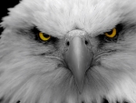 EAGLE EYES