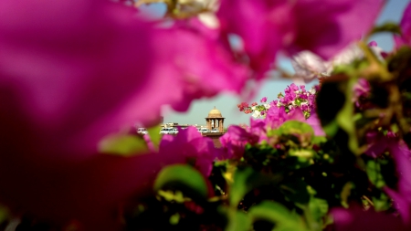 WONDER VIEW - flowers, photography, structure, nature