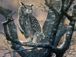 SPOTTED EAGLE OWL