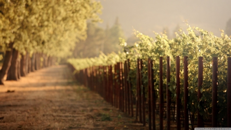 Vineyards - summer, wallpaper, landscape, hd, hill, vineyards, scene, nature, mountain, vine