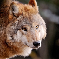 â”‚Wolfâ”‚