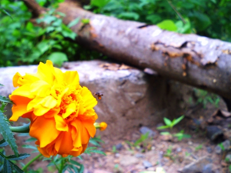 dead tree - flower, yellow, forest, tree