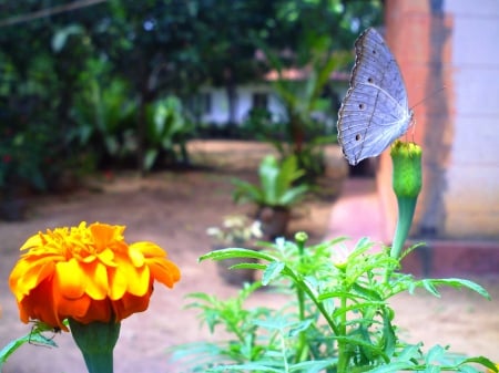 butterfly - butterfly, cute, flower, beautiful