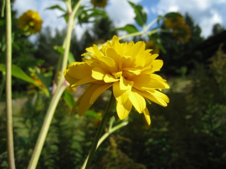 Double Yellow Rudbeckia - clouds, rudbeckia, blue, garden, green, flower, sky