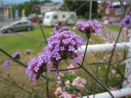 Purple Verbena - verbena, purple, town, car, summer, buildings, flower