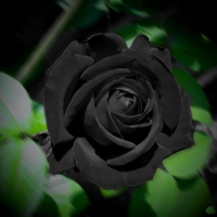 BLACK ROSE