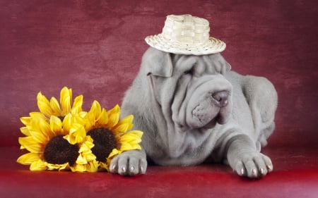 *** Shar pei *** - pei, shar, animal, dogs, animals