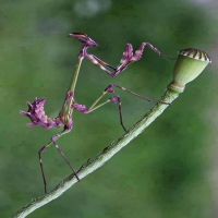 flower mantis