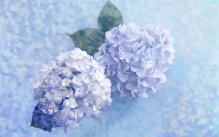 Blue Hydrangeas - flowers, hydrangeas, nature, blue