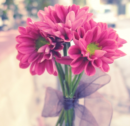 The Bunch - daisies, flowers, nature, bunch, pink