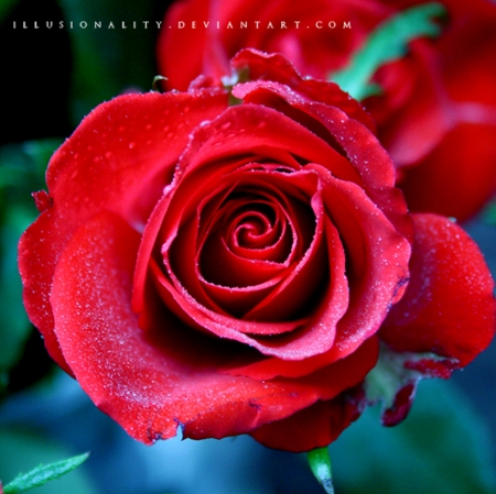 Red Rose - red, flower, nature, rose