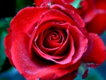 Red Rose