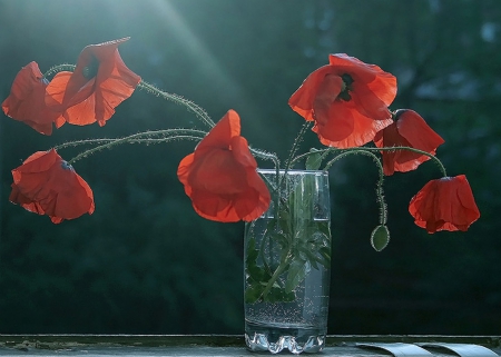 still life - flowers, poppy, nature, photography