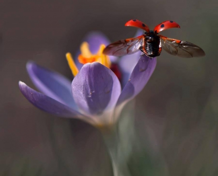 beauty nature - nature, beauty, flowers, animals