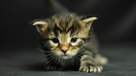 Cat - sleeping, beauty, cat face, hat, animals, sleepy, paws, face, pretty, cute, cat, kitty, lovely, kitten, cats, beautiful, sweet