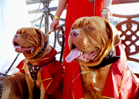 Dog - gladiator. - people, dogs, history, animals