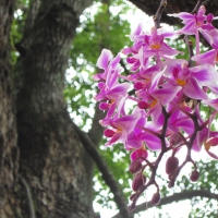 Pretty orchids