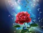 Lovely rose