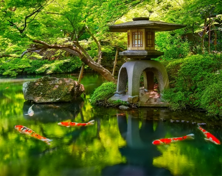 Japan garden - garden, green, lake, photo, fish