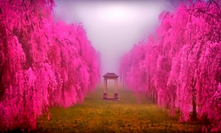 Pink garden - trees, garden, colors, photo, pink