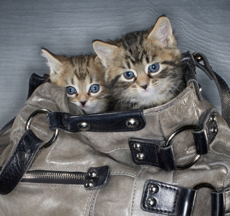 kittens in the bag - cats, kittens, bag, animals