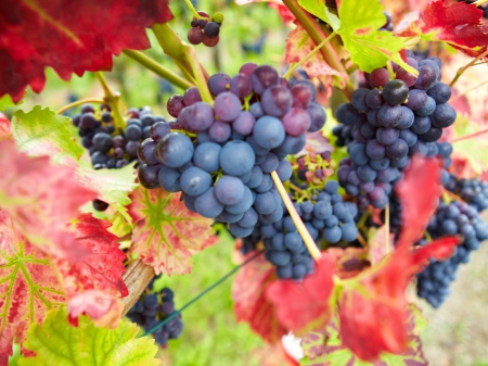 Grape fruits