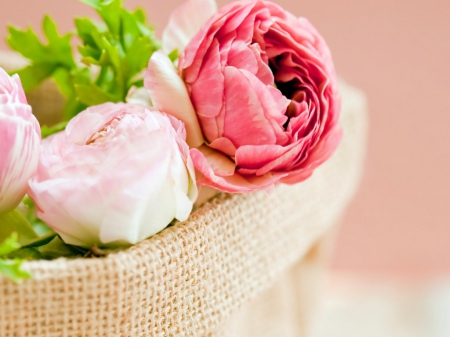 Pink roses - flowers, buds, roses, petals