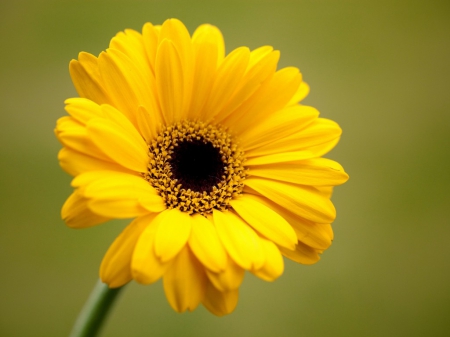 Yellow flower - blooms, flower, yellow, petals