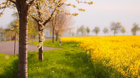 Raining Petals - Trees, Beeautiful, Nature, Raining Petals, Petals, Fields