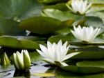 White Water Lily