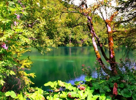 Calm emerald lake - nice, trees, riverbank, water, clear, mirrored, crystal, calm, quiet, reflection, river, branches, lake, silent, shore, lovely, serenity, nature, tranquil, beautiful, leaves, silence