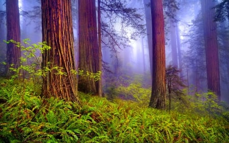 Misty forest - silent, forest, beautiful, quiet, leaves, grass, plants, fog, nature, mist, path, serenity, silence, nice, lovely, woods, trees, calm