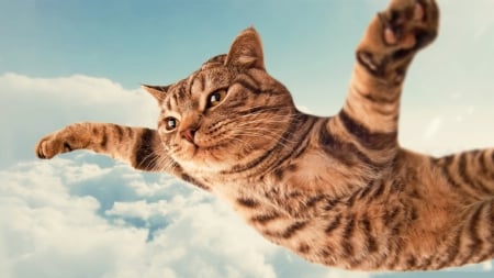 I Belive I Can Fly - Cute, Animals, Funny, Cat, Cats, Fuuny Cat