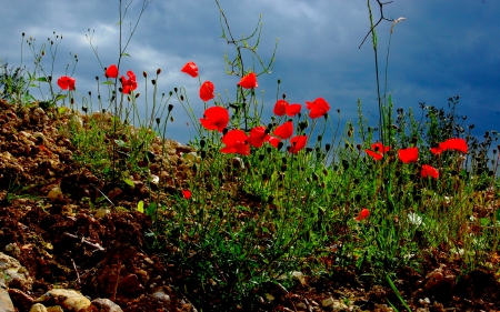 POPPIES - flowers, field, nature, poppies