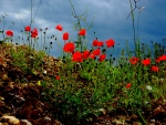 POPPIES