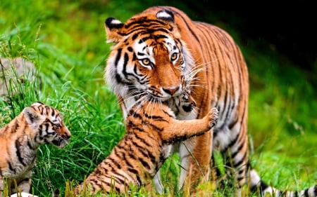 MY MOTHER my ANGEL - care, Tiger, cubs, mother, love