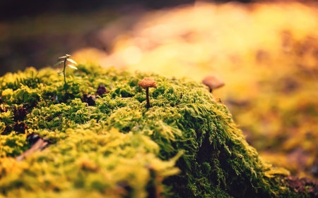 Moss - nature, moss, grass, forest, cool