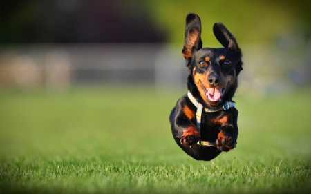 Dog - animal, cute, pet, cog, running