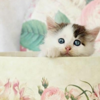 Sweet Kitty